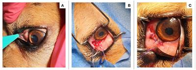 Case Report: A New Geographic Area for the Presence of the Zoonotic Ocular Nematode, Onchocerca lupi in Romania